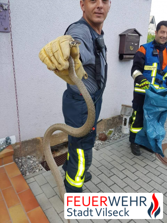 Feuerwehrmann rettet Ringelnatter.